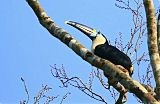 White-throated Toucanborder=